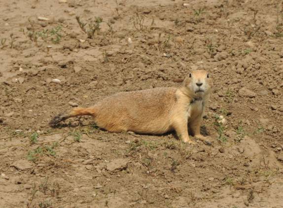 Praire Dog no Badlands National Park, em South Dakota, nos Estados Unidos